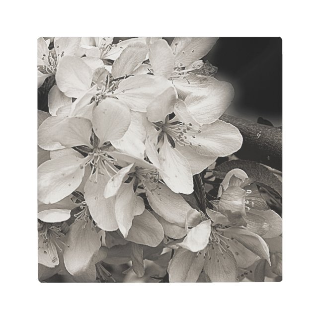Apple Blossoms Black And White  Metal Print (Front)