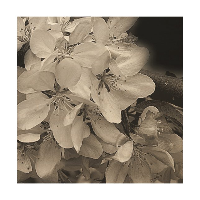 Apple Blossoms Black And White    Wood Wall Art (Front)