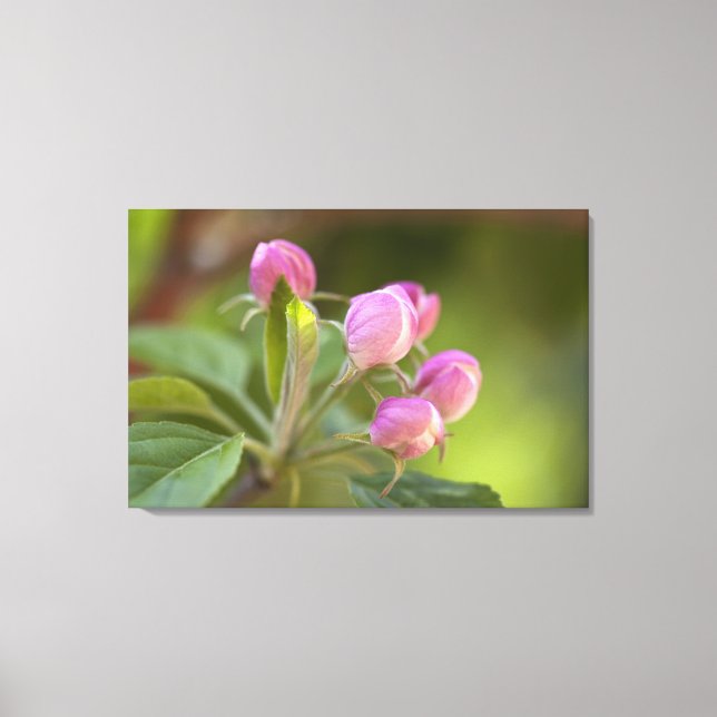 apple blossoms canvas print (Front)