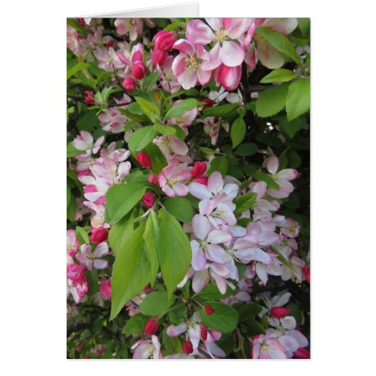 Apple Blossoms Cards (Front)