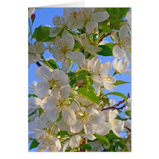 Apple Blossoms Cards (Front)