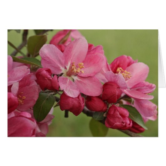 Apple Blossoms Cards (Front Horizontal)