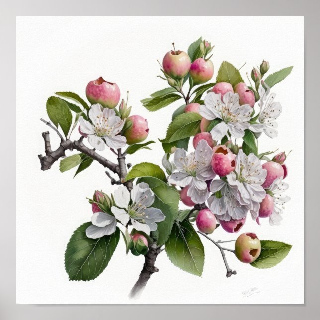 Apple Blossoms Flower Art Print Poster (Front)
