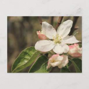 Apple Blossoms in Sunshine, Nature Photography Postcard