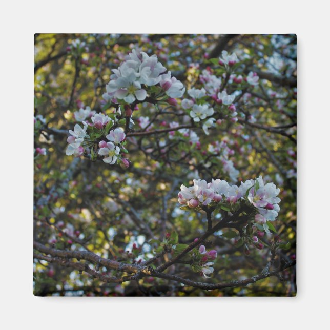 Apple Blossoms Magnet (Front)