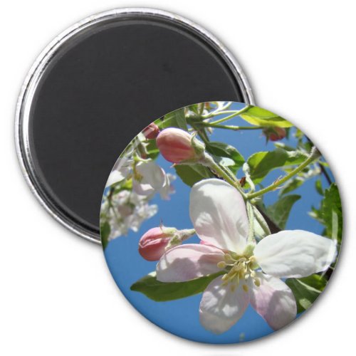 APPLE BLOSSOMS MAGNETS Pink Blossoms Apple