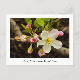 Apple Blossoms - Malus domestica 'Dayton' Flower Postcard