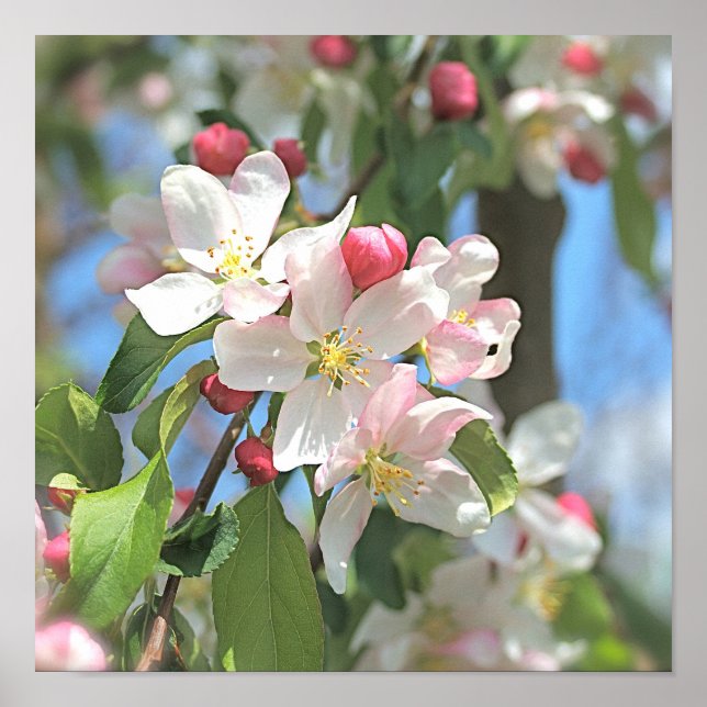 Apple Blossoms Pink White Flowers Poster (Front)