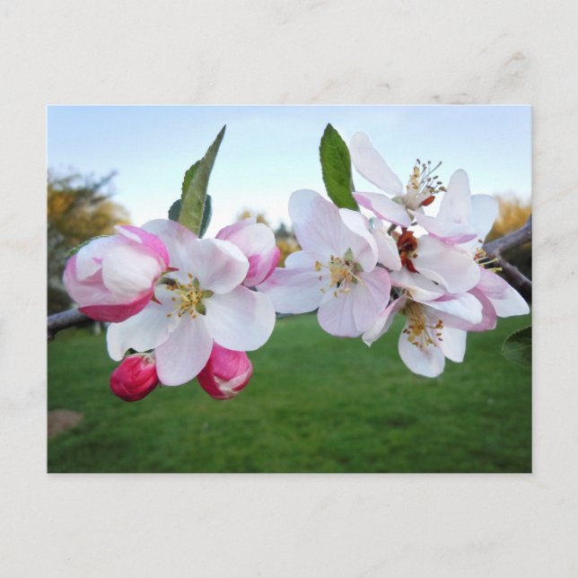 Apple Blossoms Postcard (Front)