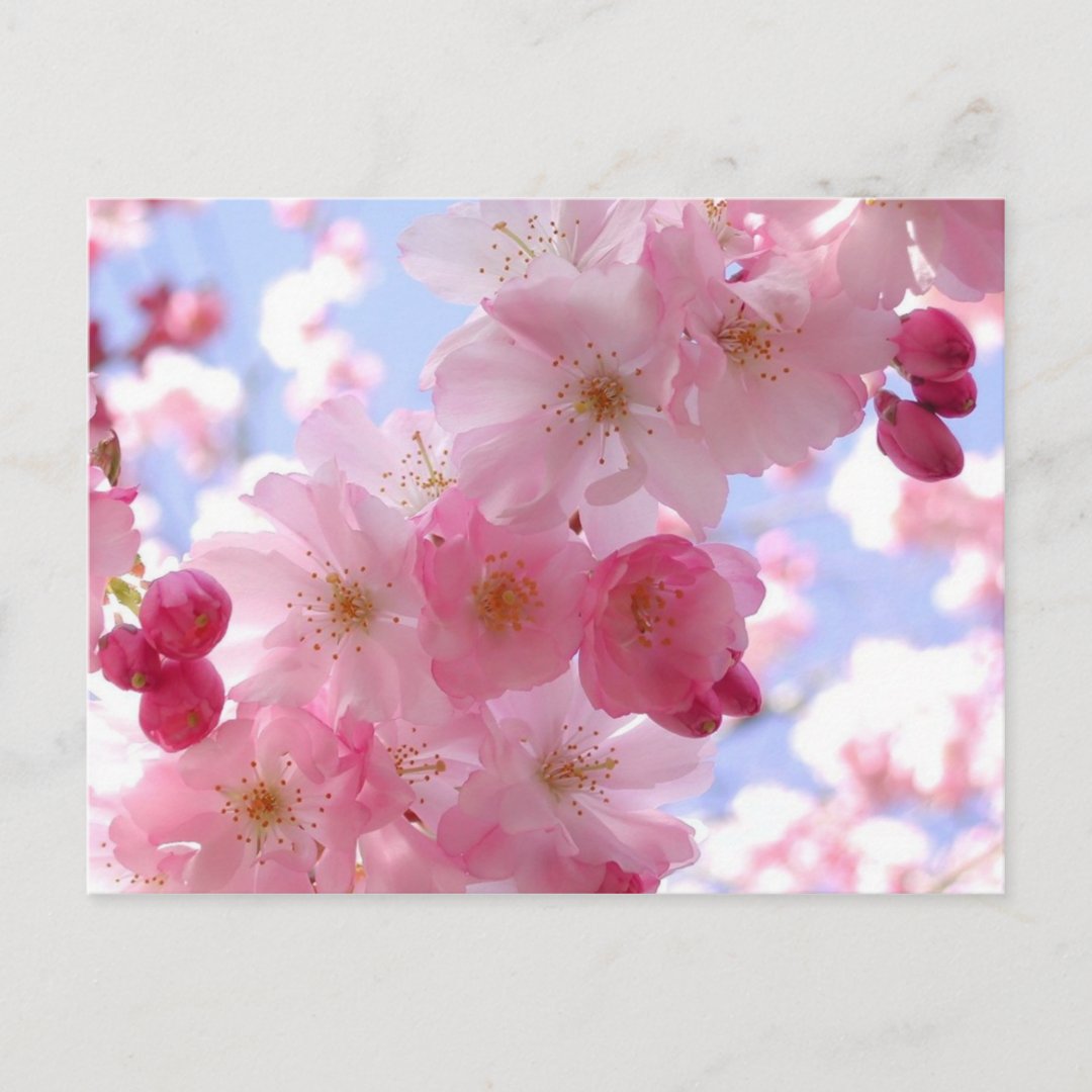 apple blossoms postcard Zazzle