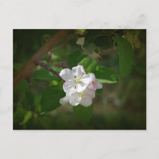 Apple Blossoms Postcard
