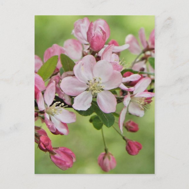 Apple blossoms postcard (Front)