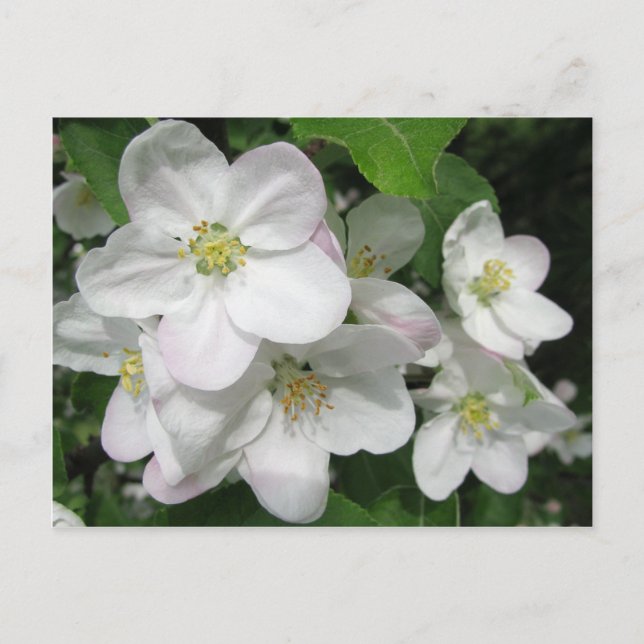 Apple Blossoms Postcard (Front)