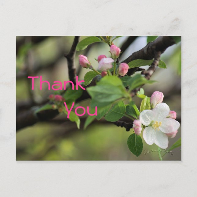 Apple Blossoms Postcard- customize any occasion Postcard (Front)