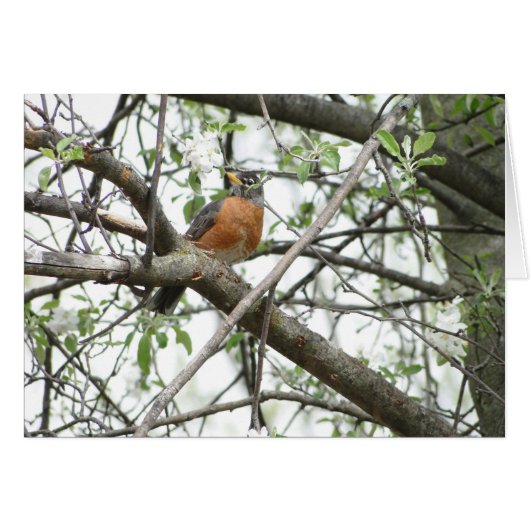 Apple Blossoms & Robin, Spring Cards (Front Horizontal)