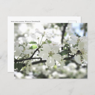 Apple Blossoms Spring Tree Nature Photography Postcard
