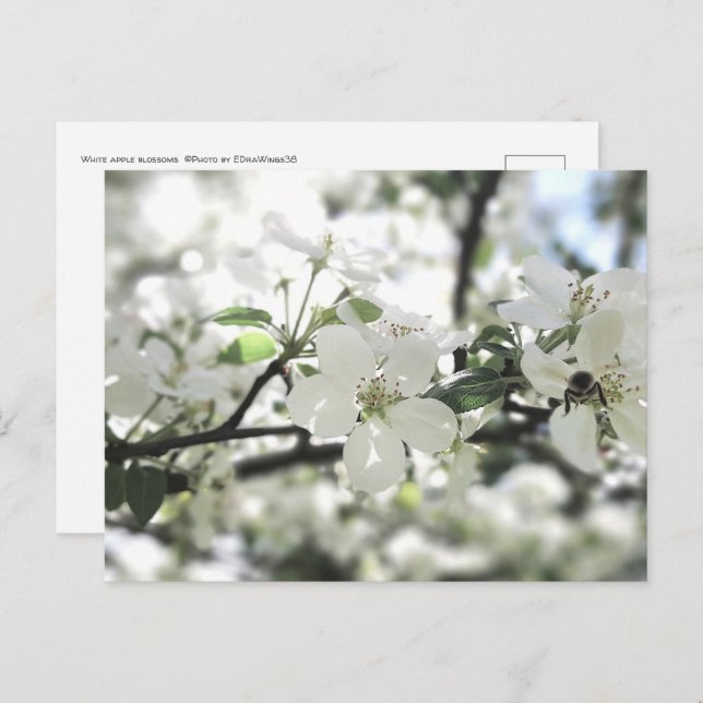 Apple Blossoms Spring Tree Nature Photography Postcard (Front/Back)