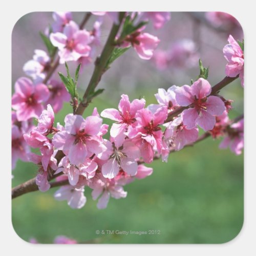 Apple Blossoms Square Sticker