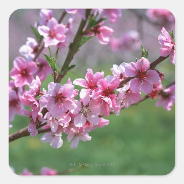 Apple Blossoms Square Sticker (Front)