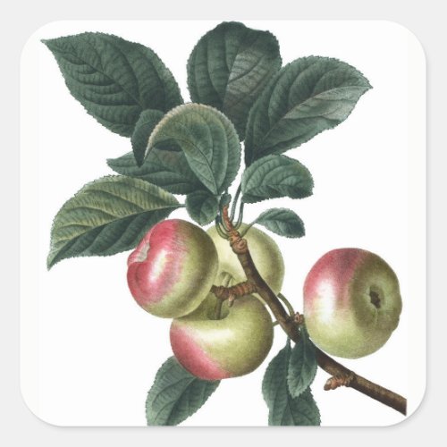 APPLE BRANCH SQUARE STICKER