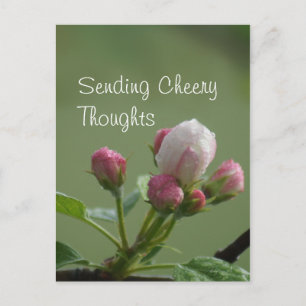 Apple Buds Postcard- customize Postcard