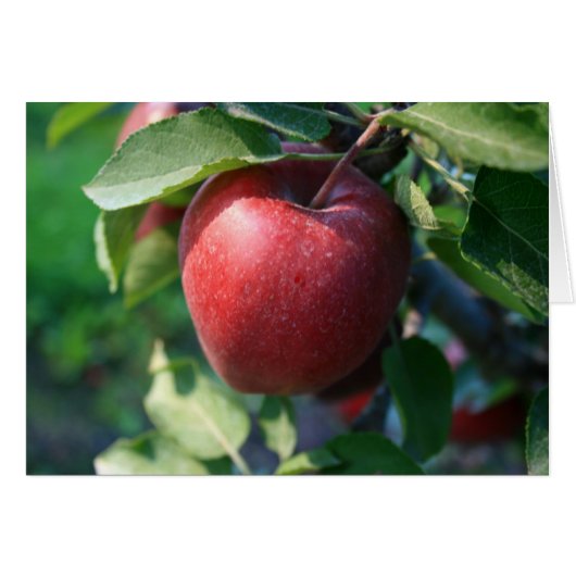Apple Cards (Front Horizontal)