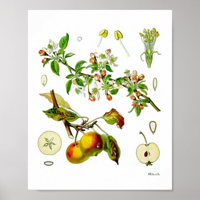Apple Fruit Flower Vintage Botanical Illustration  Poster (Front)