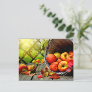 Apple Harvest Postcard