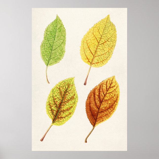 Apple Leaves (Malus Domestica) (1912) by James Mar Poster (Front)