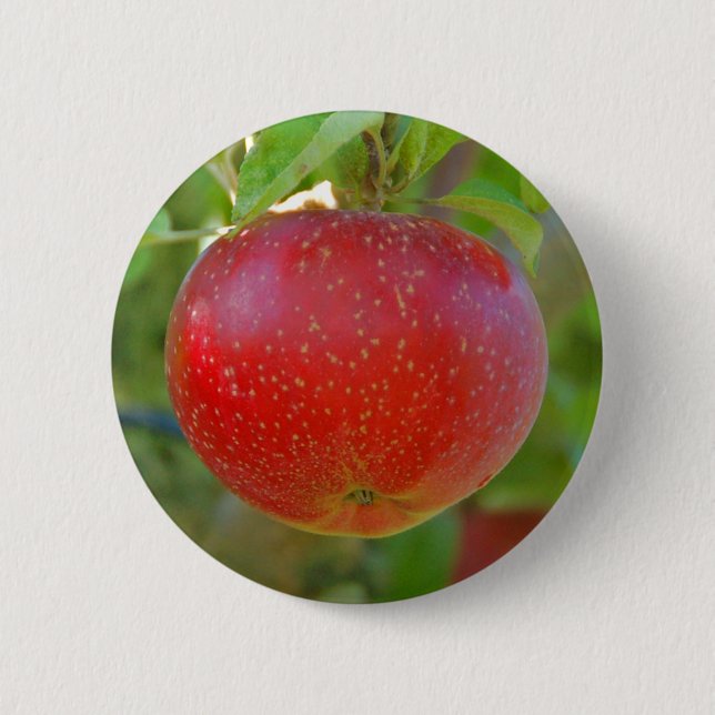 Apple Lobo Pinback Button (Front)