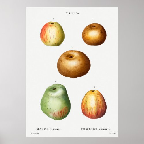 Apple Malus communis from Traite des Arbres et Arb Poster