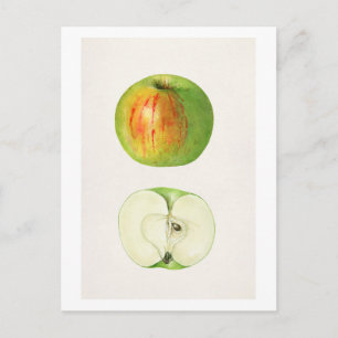 Apple (Malus Domestica) by Mary Daisy Arnold Postcard