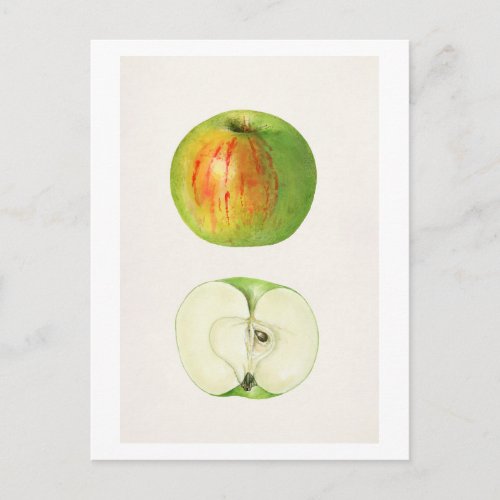 Apple Malus Domestica by Mary Daisy Arnold Postcard