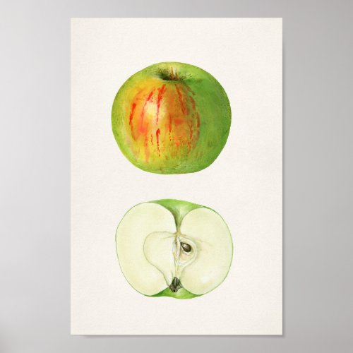 Apple Malus Domestica by Mary Daisy Arnold Poster