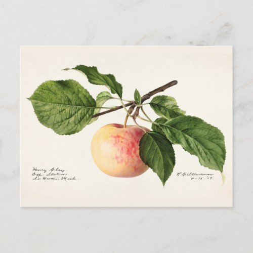 Apple Malus Domestica Fruit Watercolor Painting Postcard