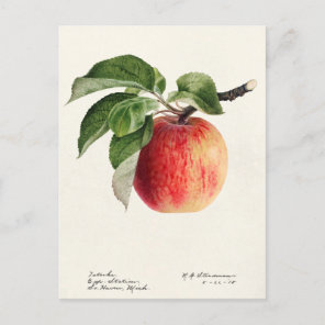 Apple (Malus Domestica) Fruit Watercolor Painting Postcard