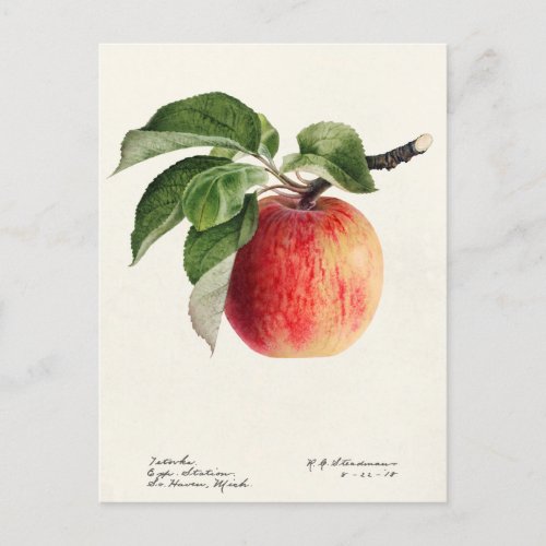 Apple Malus Domestica Fruit Watercolor Painting Postcard