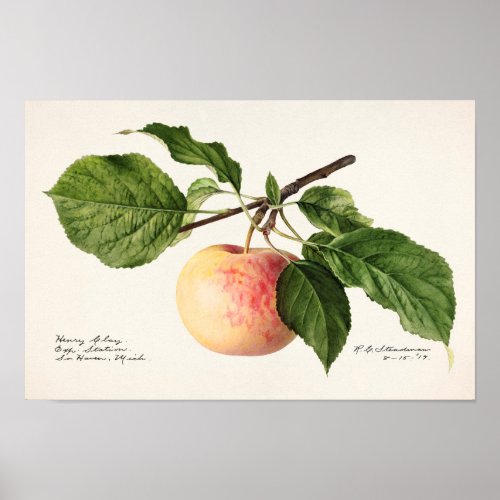 Apple Malus Domestica Fruit Watercolor Painting Poster