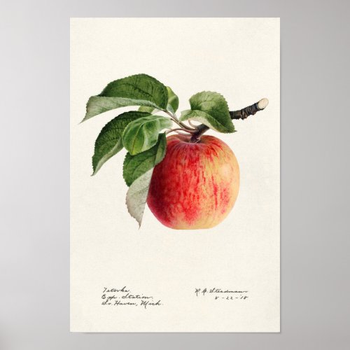 Apple Malus Domestica Fruit Watercolor Painting Poster