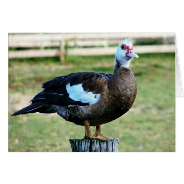 Apple On The Fence (Front Horizontal)