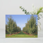 Apple Orchard (Standing Front)