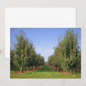Apple Orchard (Front/Back)