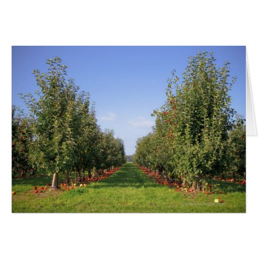 Apple Orchard Cards (Front Horizontal)