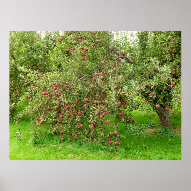 Apple Orchard Poster (Front)