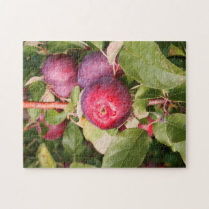 Apple Orchards Vermont. Jigsaw Puzzle