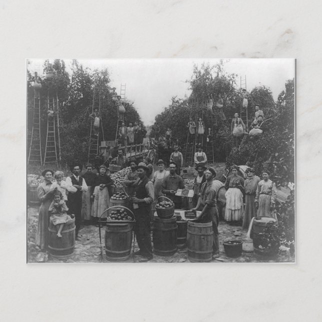 Apple Picking In Berkeley County, West Virginia Postcard (Front)