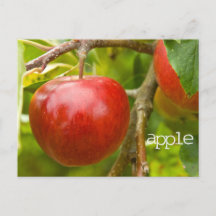 "apple" Scripture Postcard from Proverbs 7:2