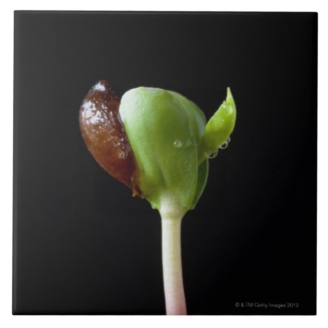 Apple seedlings with seed shell ceramic tile (Front)