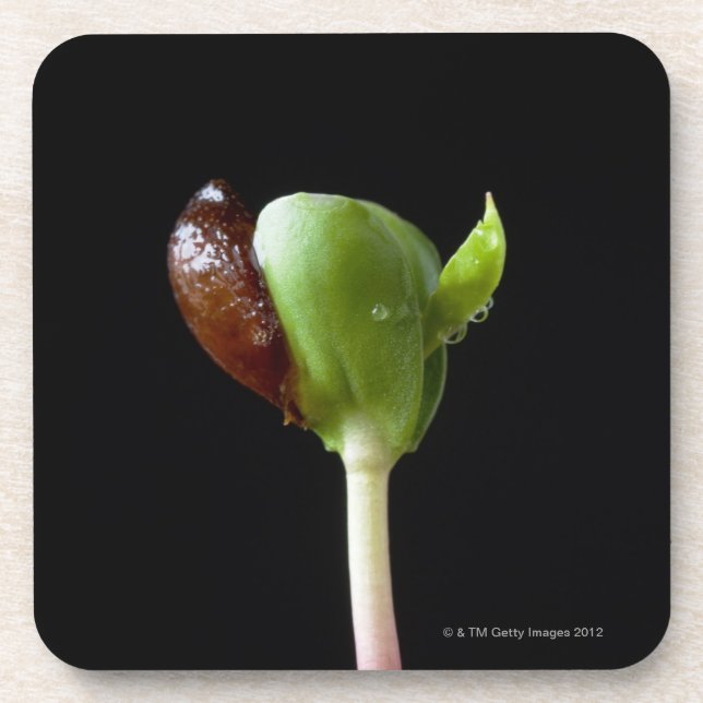 Apple seedlings with seed shell coaster (Front)