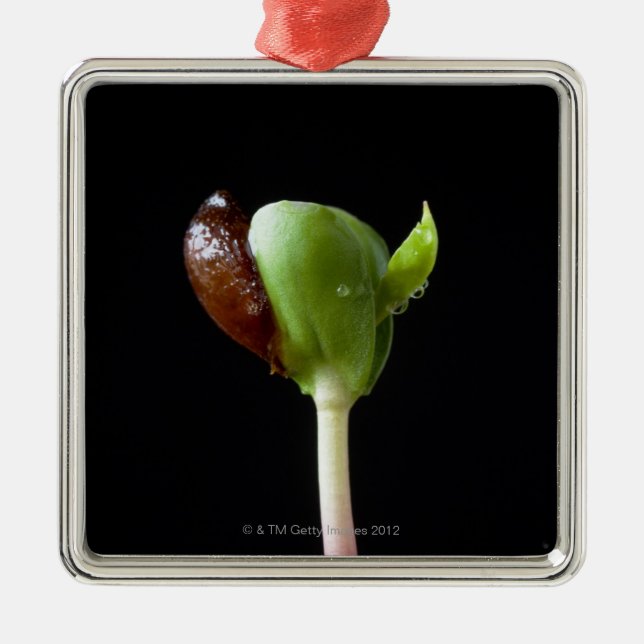 Apple seedlings with seed shell metal ornament (Front)